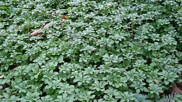 Image of Japanese pachysandra