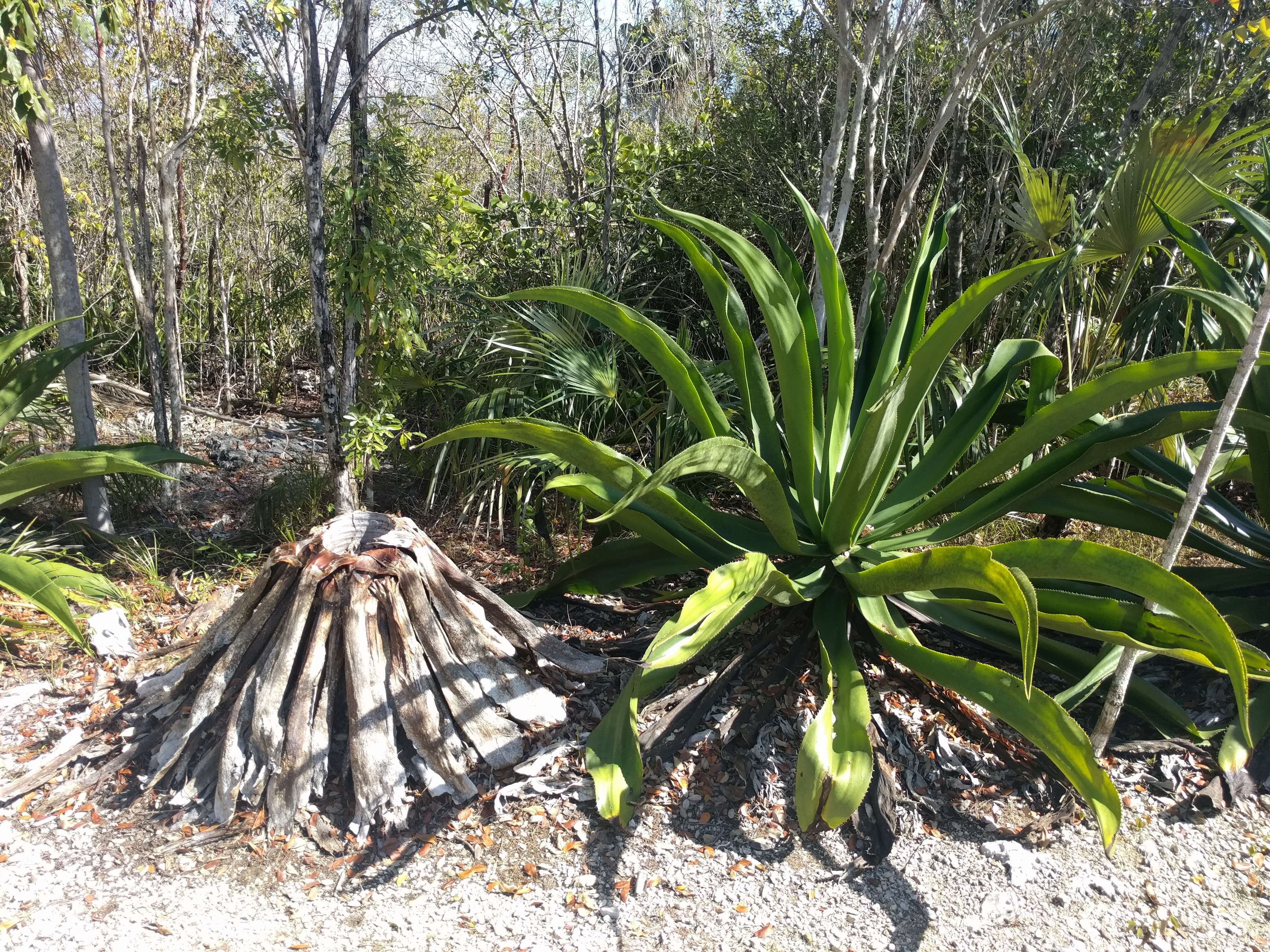 Image of Agave caymanensis Proctor