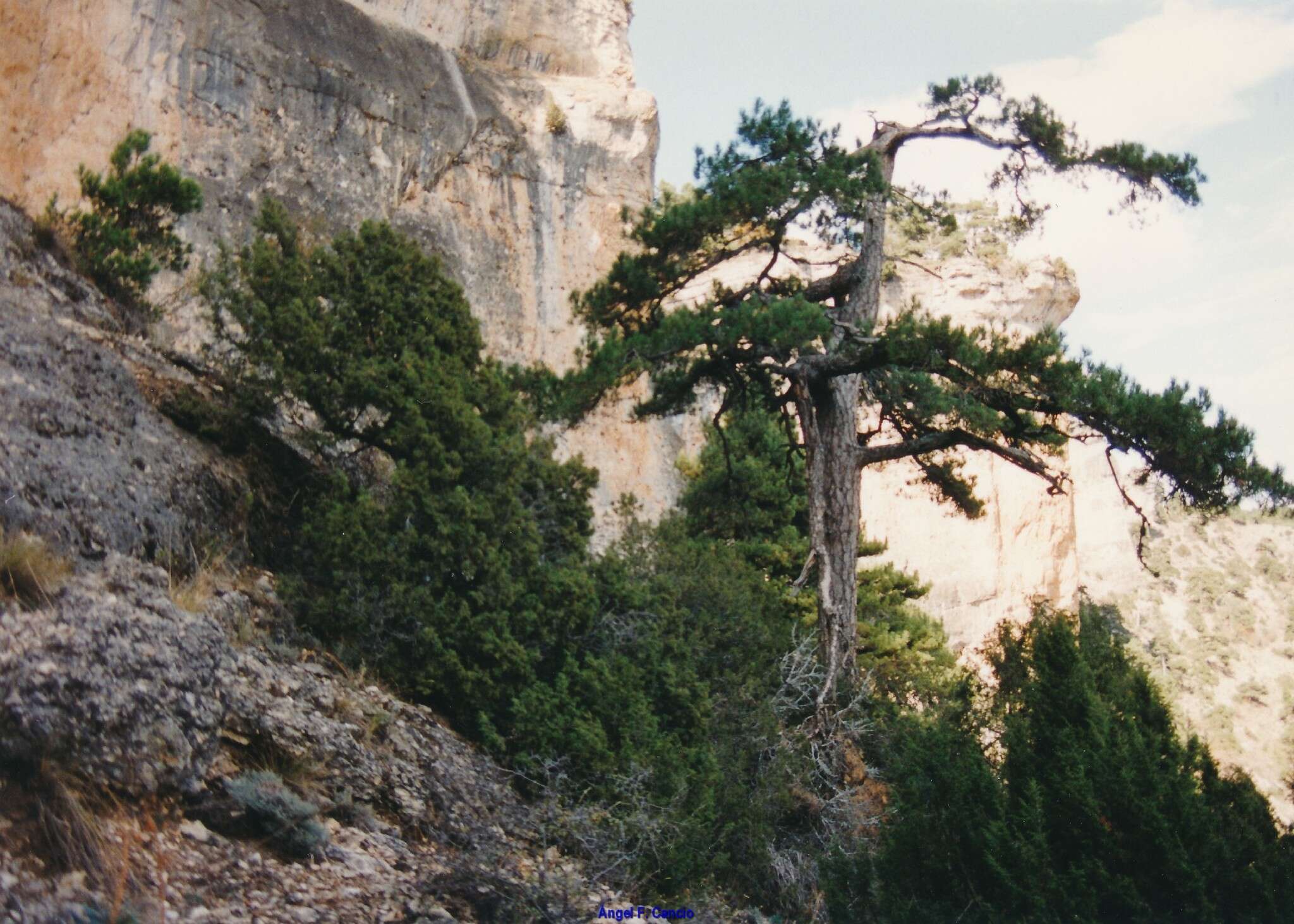 Image of Pinus nigra subsp. salzmannii (Dunal) Franco