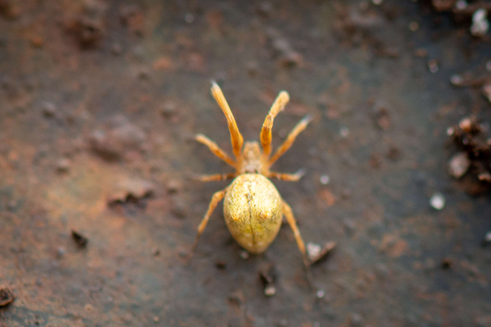 Image of Uloborus barbipes L. Koch 1872