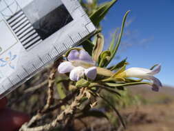 Image de Eremophila freelingii F. Muell.