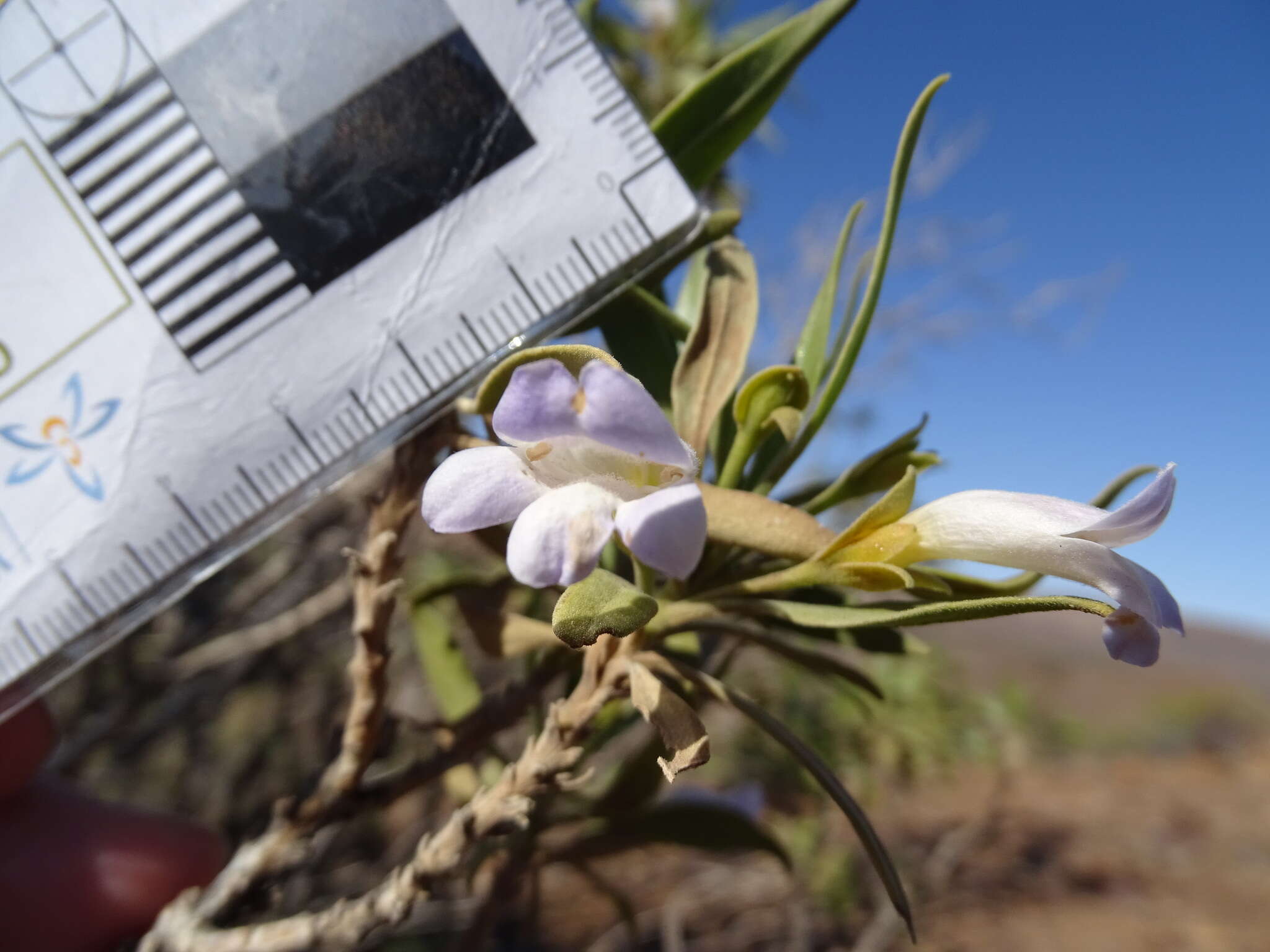 Eremophila freelingii F. Muell. resmi