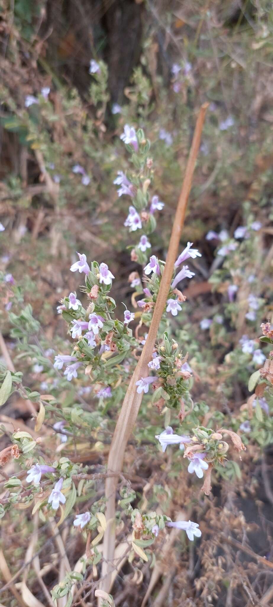 Plancia ëd Clinopodium chilense (Benth.) Govaerts