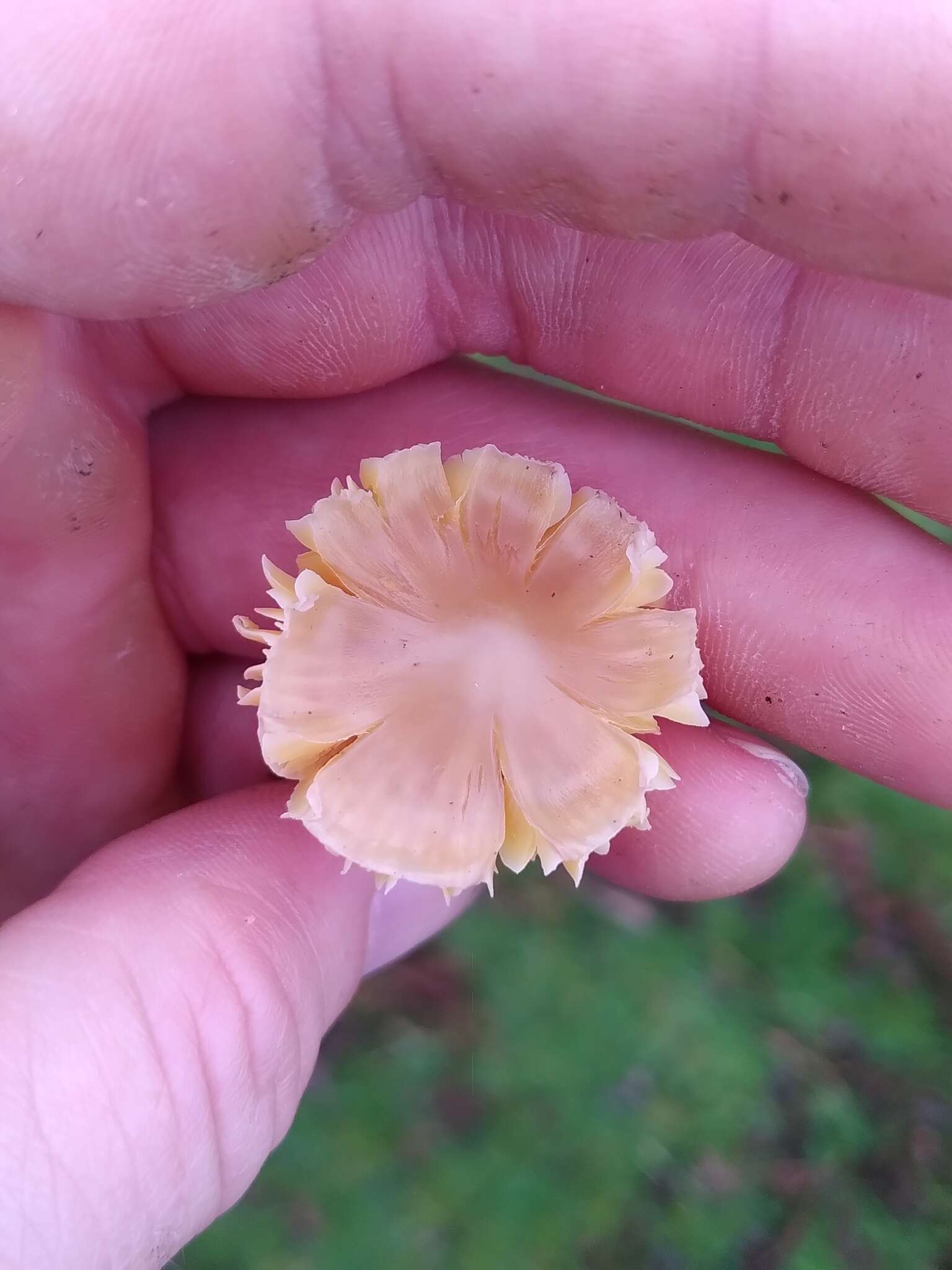 Image of Hygrocybe quieta (Kühner) Singer 1951