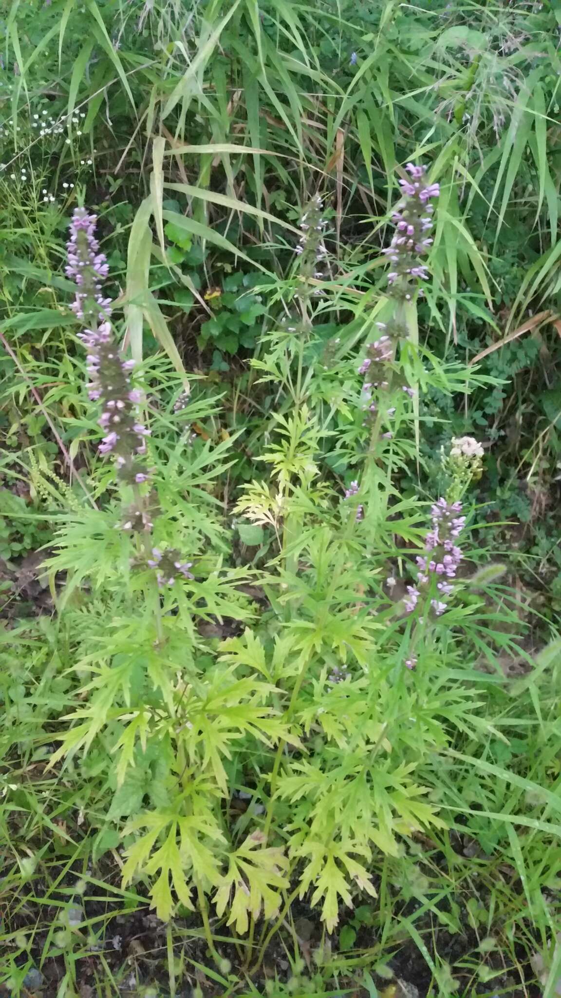 Image of Chinese motherwort