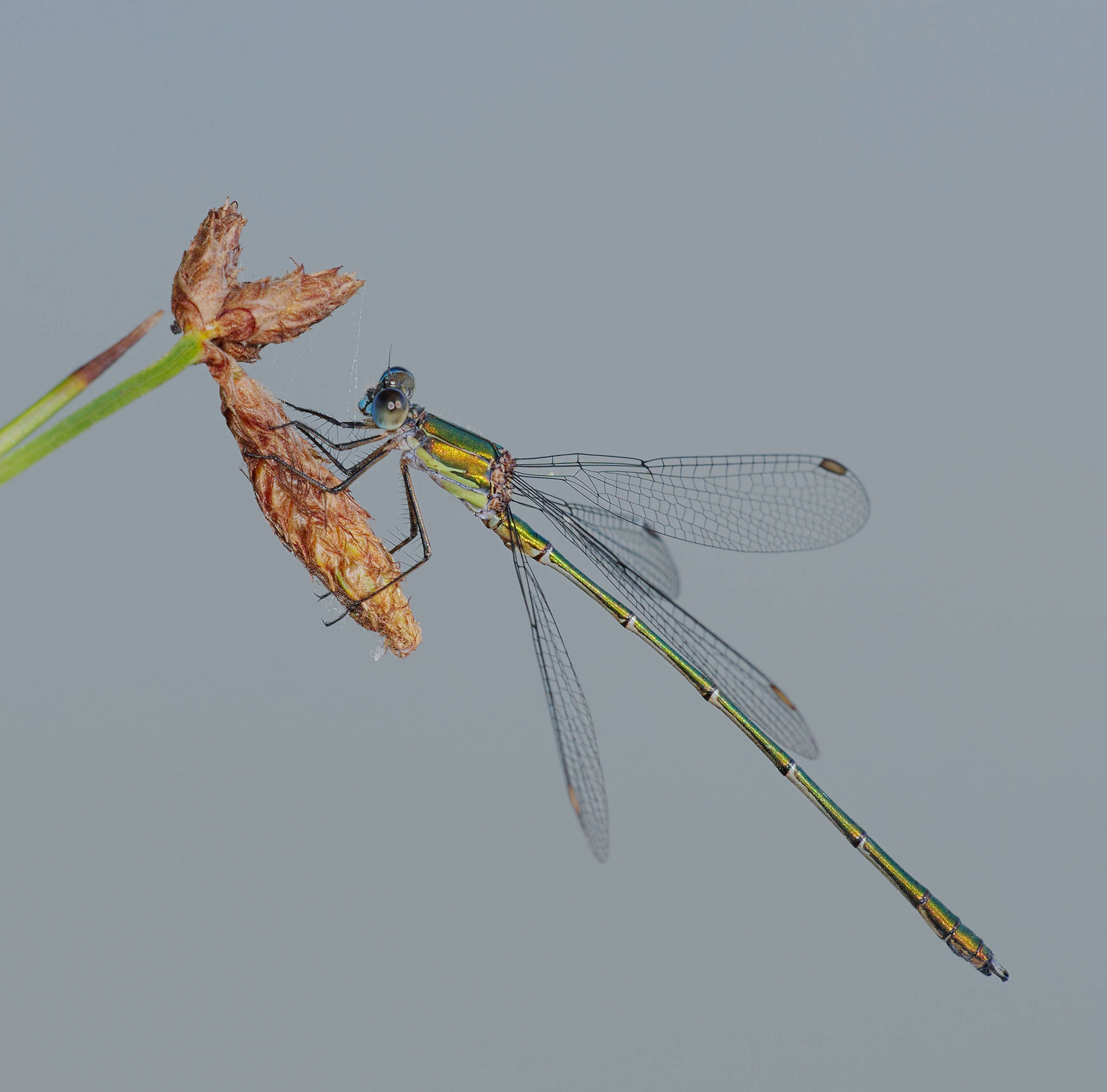 Image of Chalcolestes Kennedy 1920