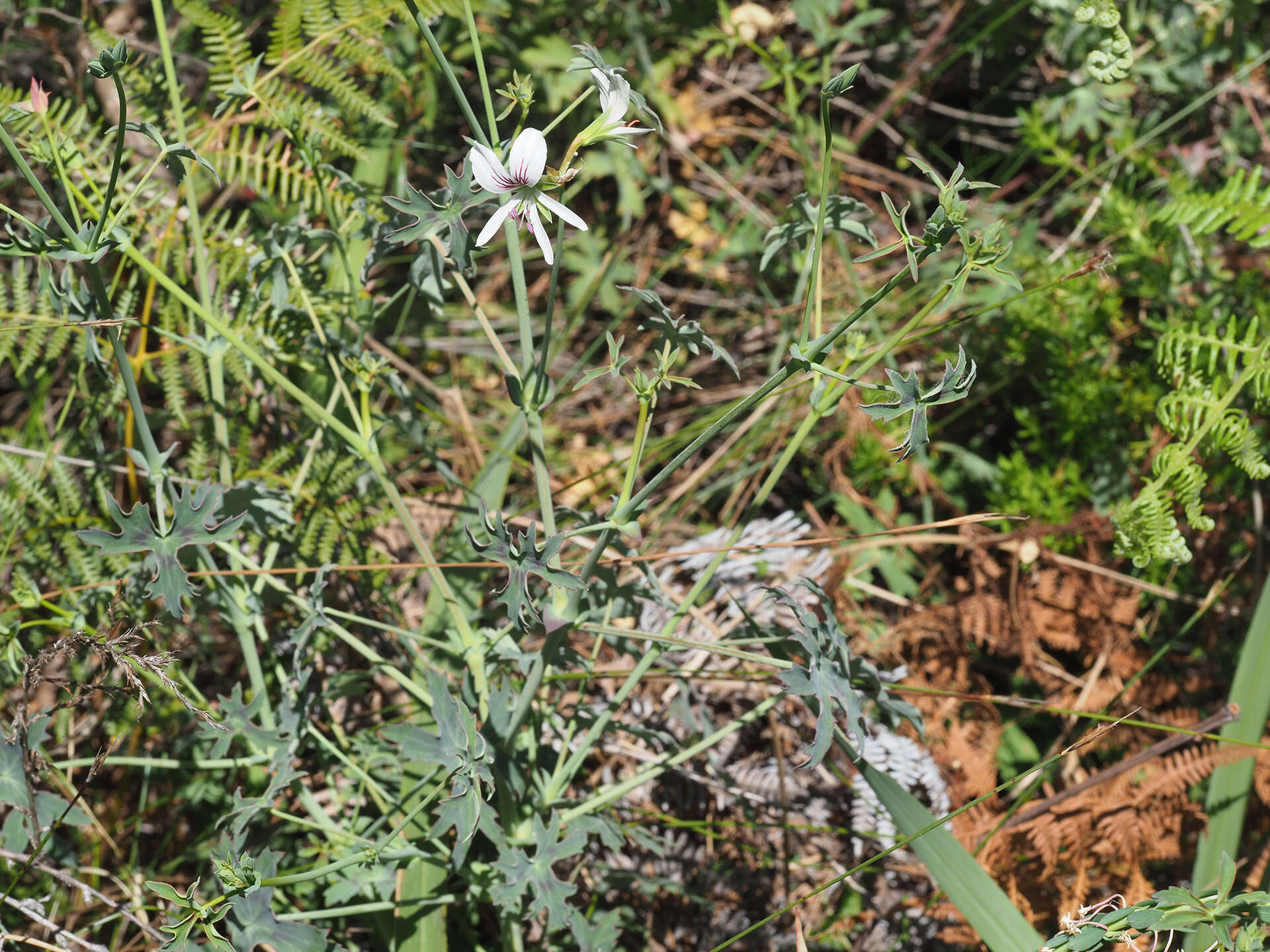 Image of Pelargonium tabulare (Burm. fil.) L'Her.