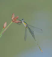 Image of Chalcolestes Kennedy 1920