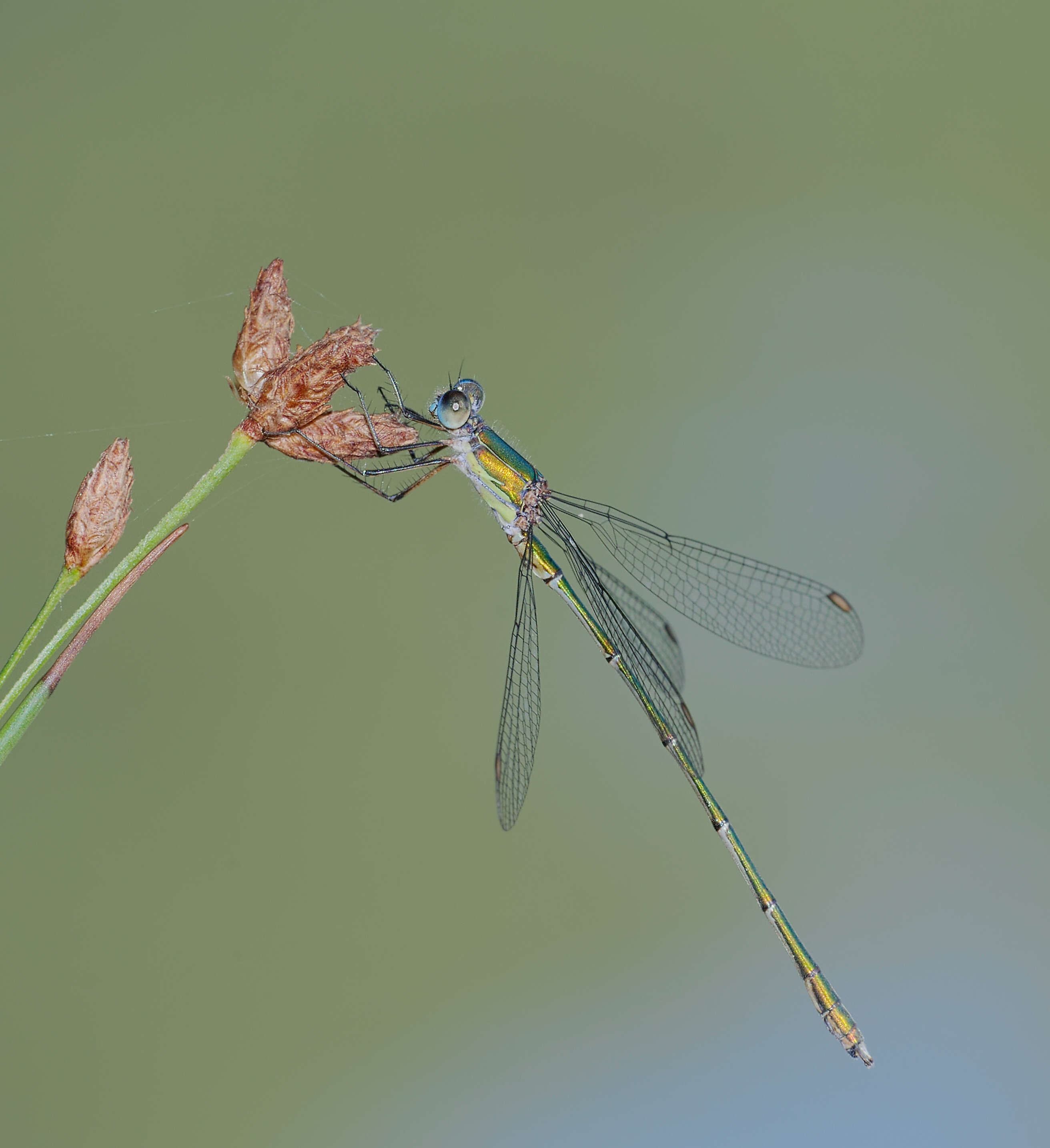 Image of Chalcolestes Kennedy 1920