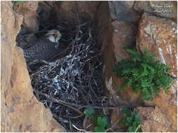 Image of Lanner Falcon