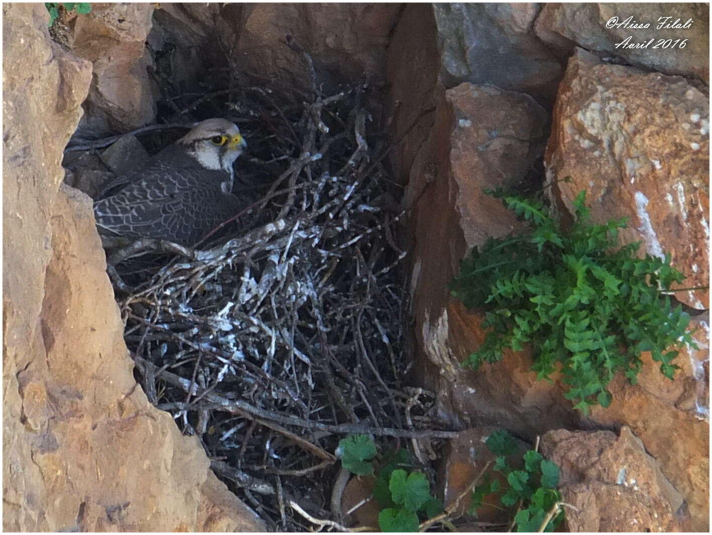 Image of Lanner Falcon