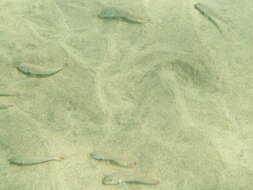 Image of West African Goatfish