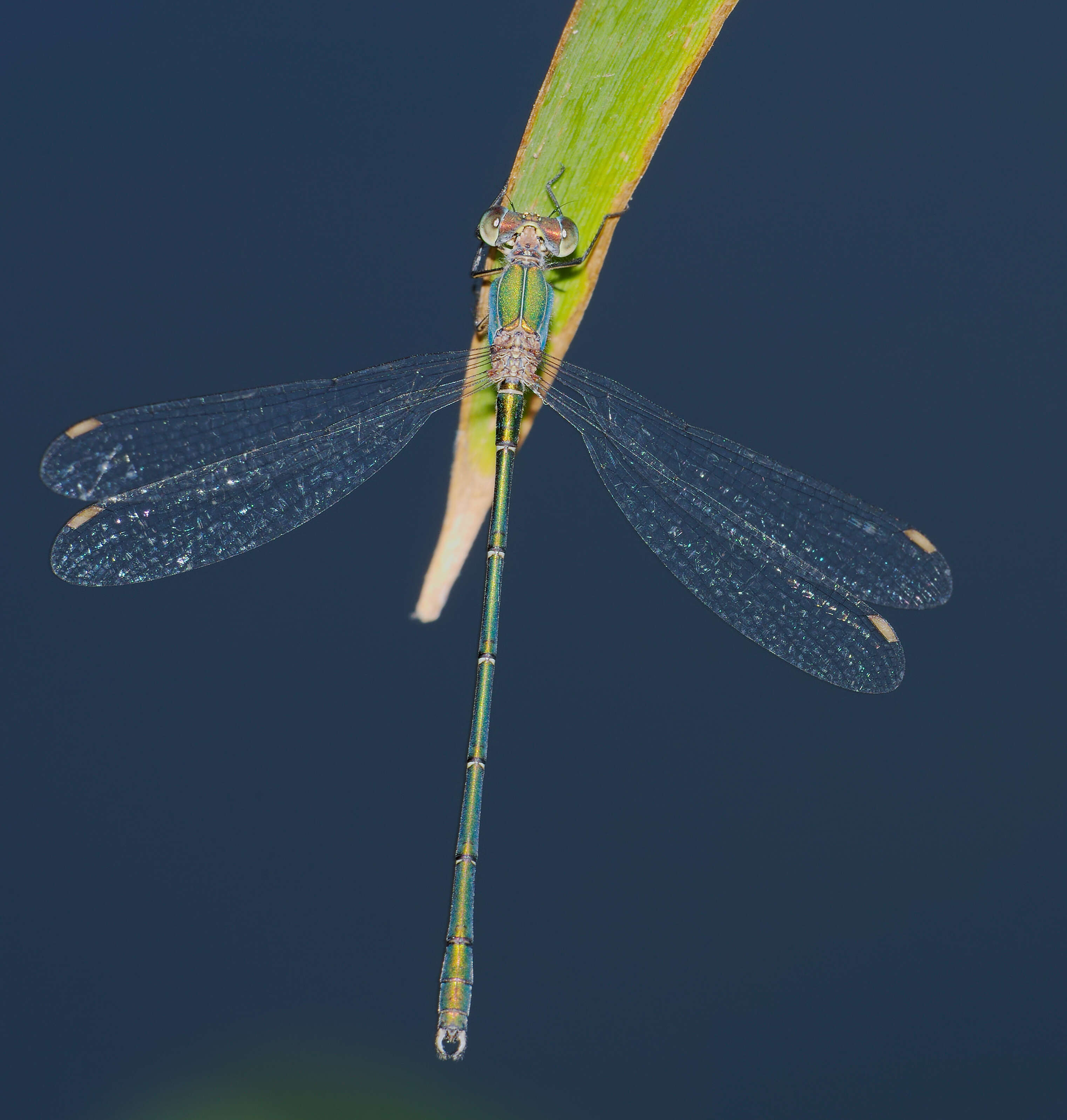 Image of Chalcolestes Kennedy 1920