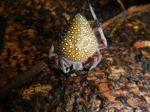 Image of Eriophora nephiloides (O. Pickard-Cambridge 1889)