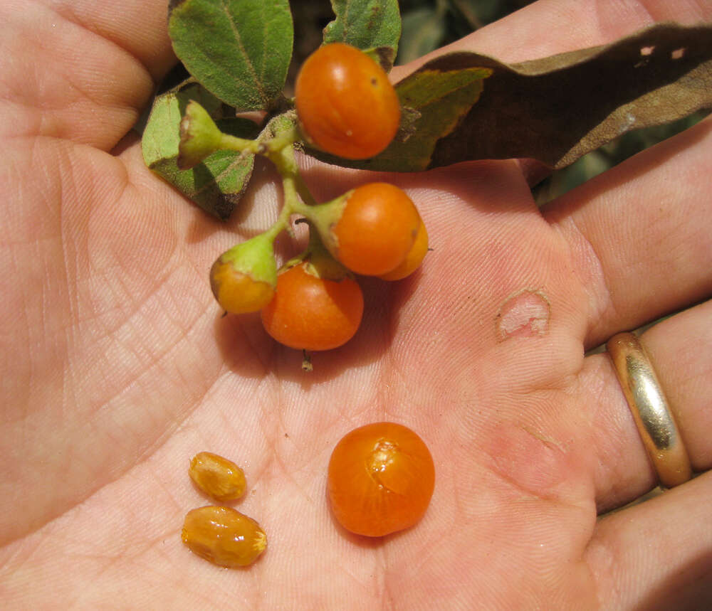 Image of Grey-leaved cordia