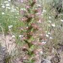 Echium flavum Desf. resmi