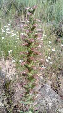 Imagem de Echium flavum Desf.