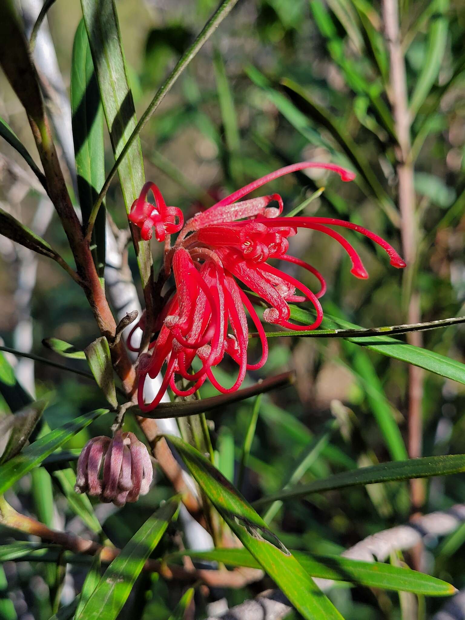 Imagem de Grevillea oleoides Sieber ex Schult.