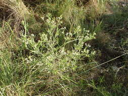 Image of Gray's feverfew