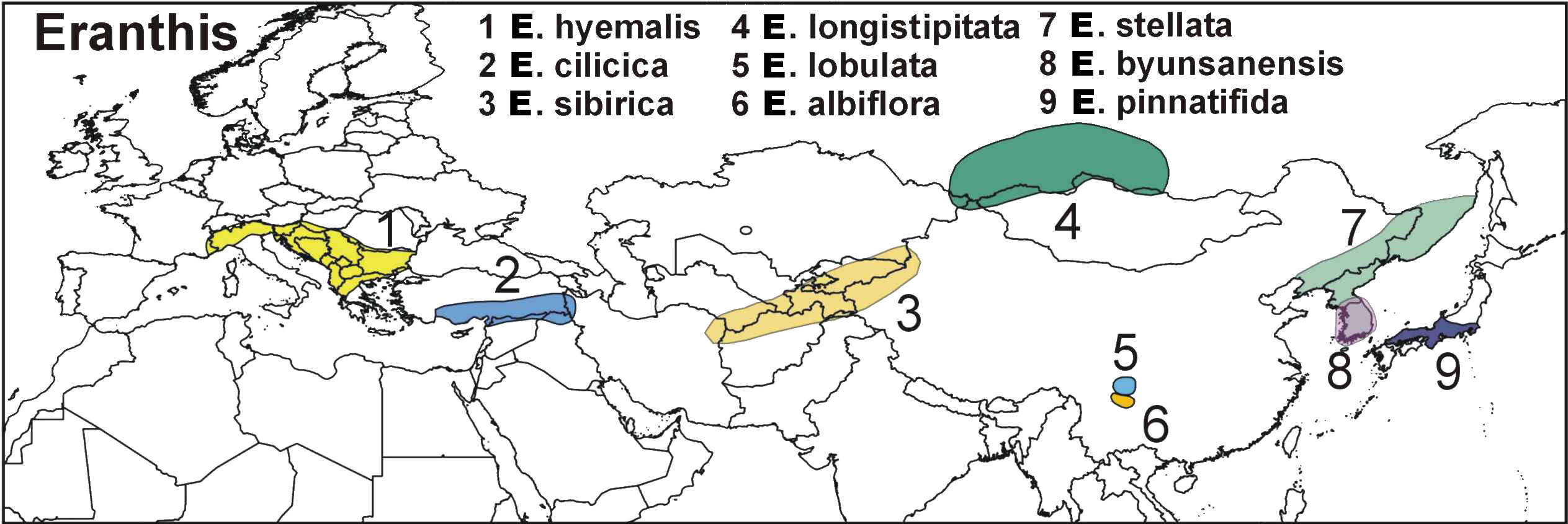 Plancia ëd Eranthis