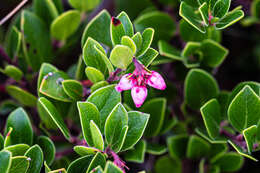 Image of Arctostaphylos uva-ursi subsp. uva-ursi