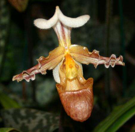 Image of Tran's Paphiopedilum