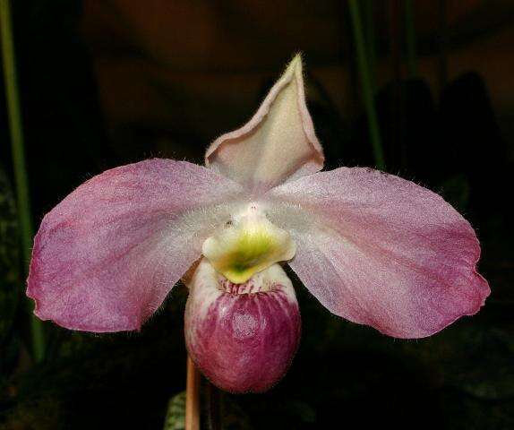 Image de Paphiopedilum vietnamense O. Gruss & Perner