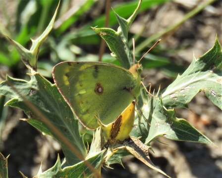 Image of bergers clouded yellow