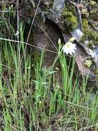 Image of field chickweed