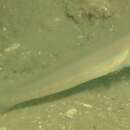 Image of Goby