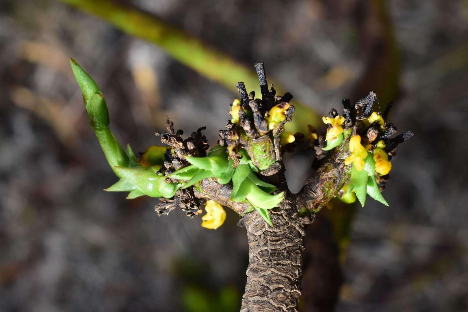 Image de Agave brevispina Trel.