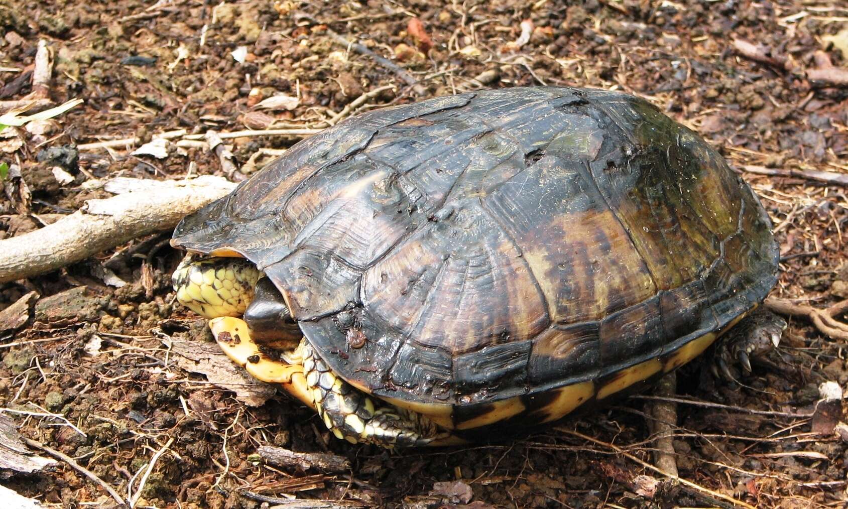 Image of Brown Land Turtle