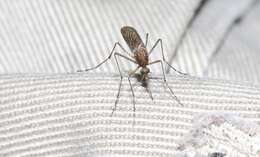 صورة Aedes camptorhynchus (Thomson 1869)