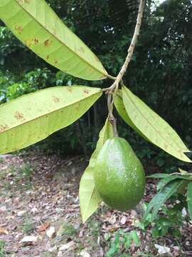 Image de Neocalyptrocalyx nectarea (Vell.) Hutchinson