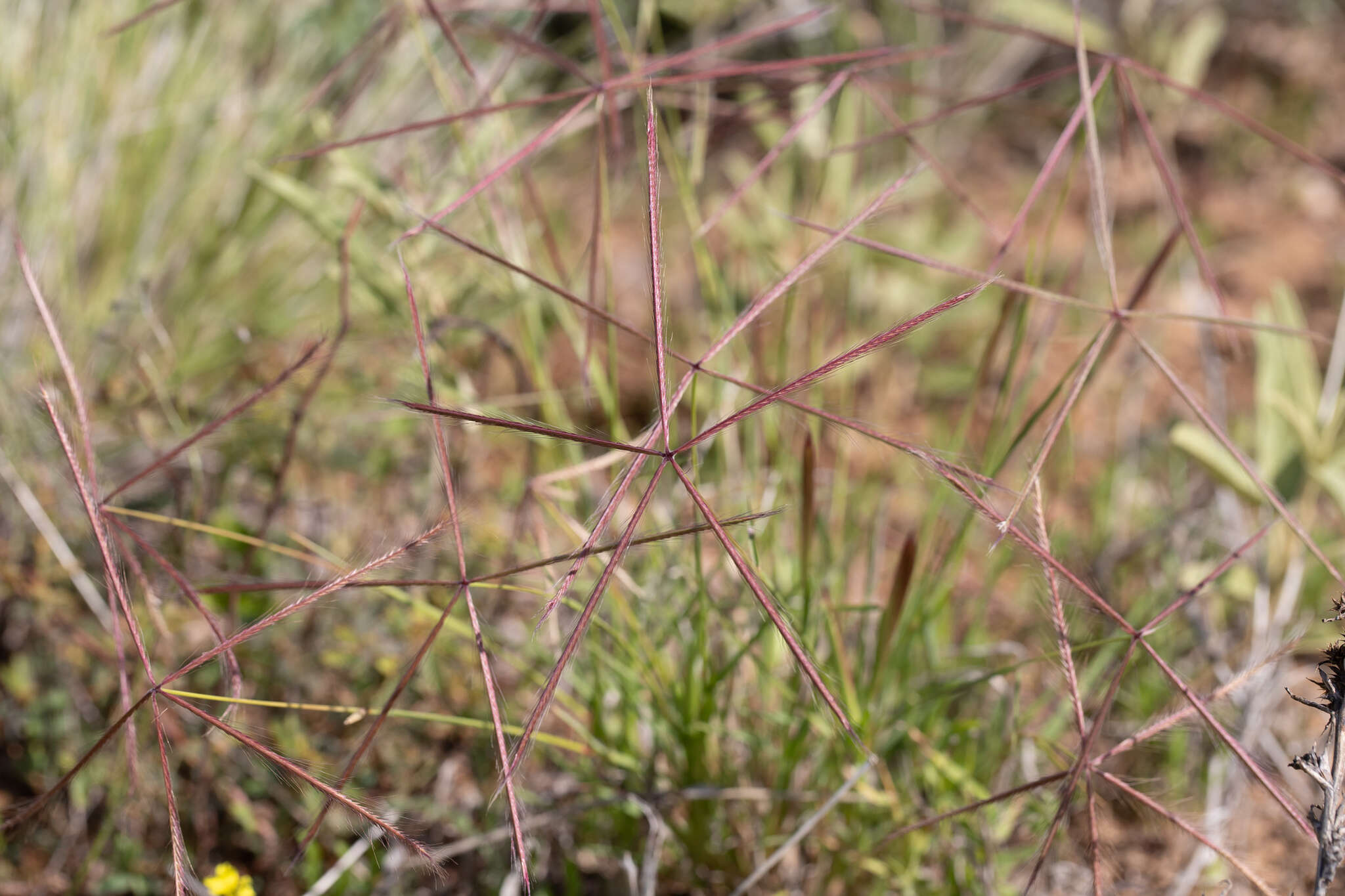 Слика од Chloris pectinata Benth.