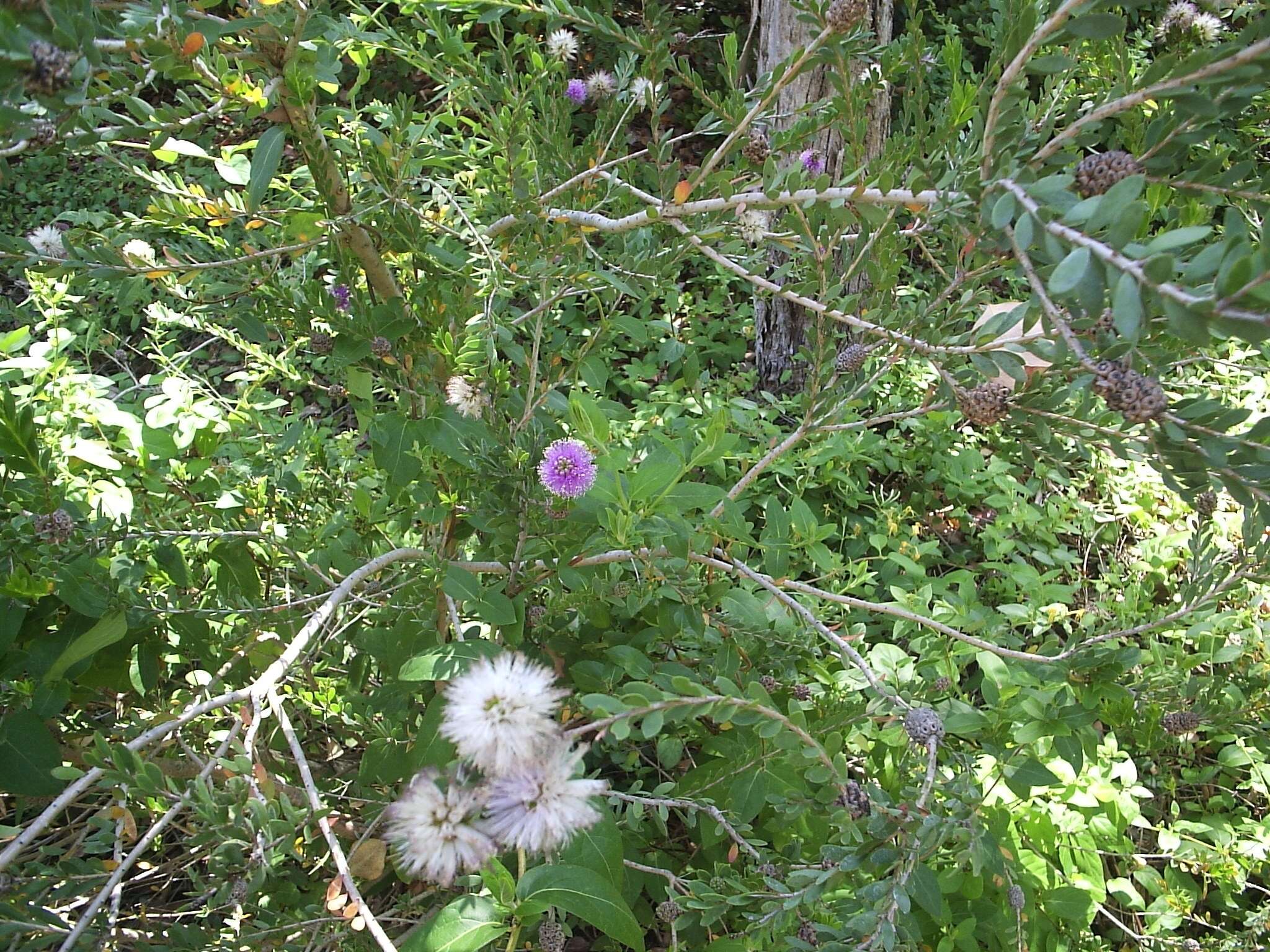 Image of Melaleuca nesophila F. Müll.