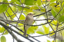 Image of Brown-streaked Flycatcher