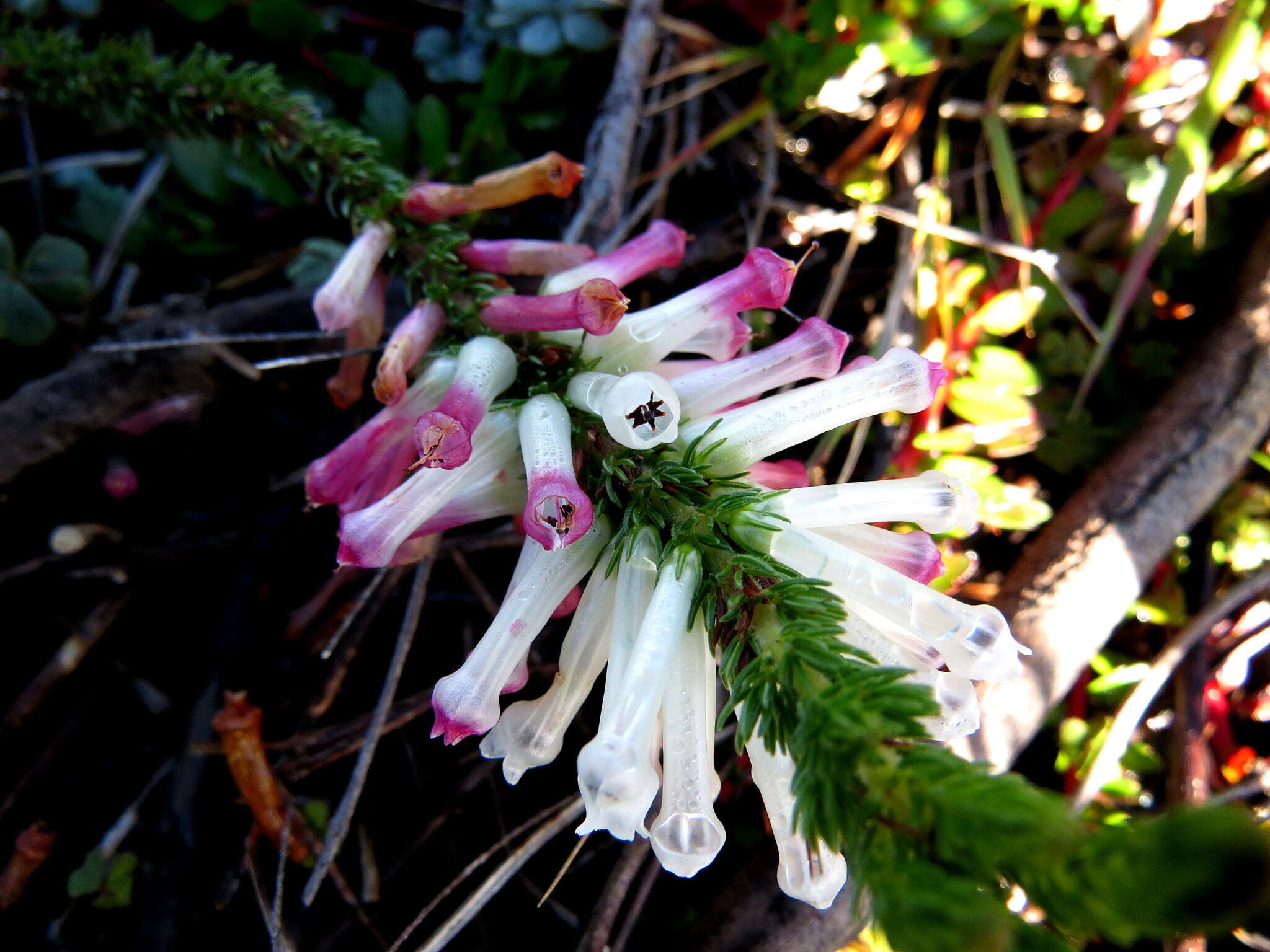 Слика од Erica colorans Andr.