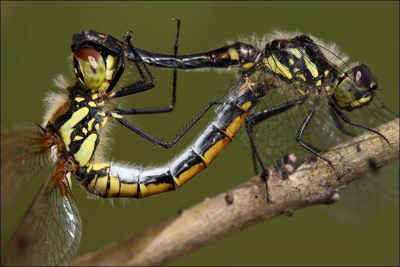 Image of black darter