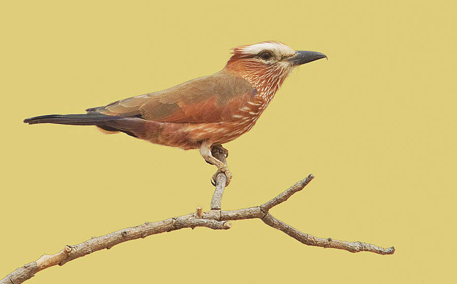 Image of Purple Roller