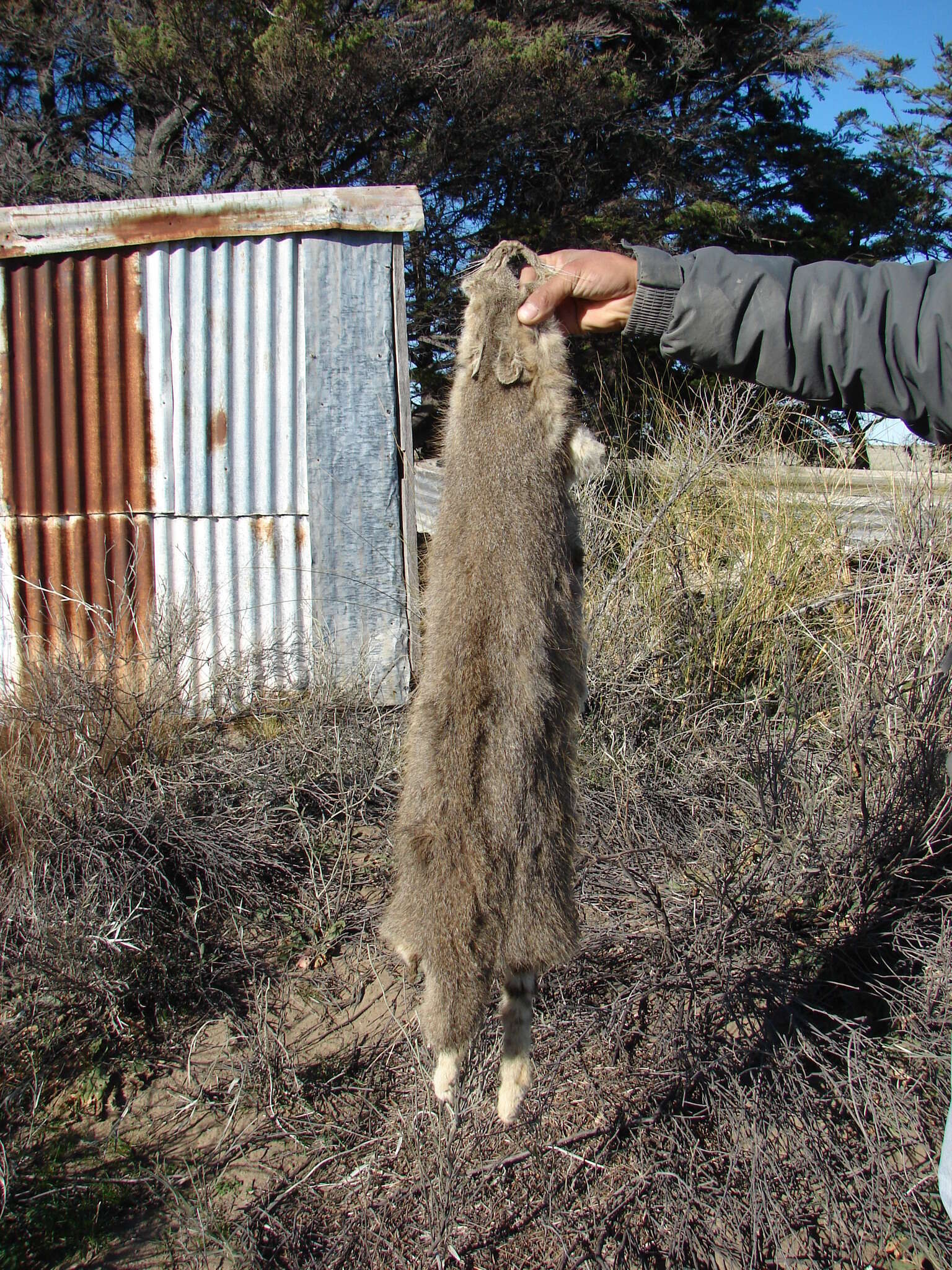 Image of Pampas cat