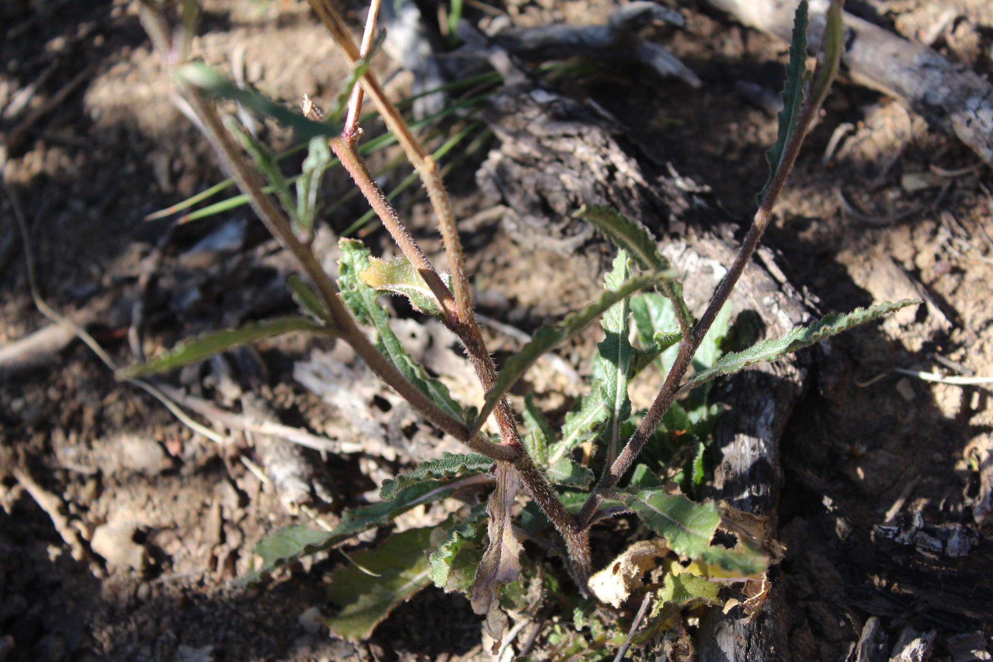 Sisymbrium turczaninowii Sond.的圖片