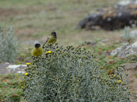 Image of Abyssinian Siskin