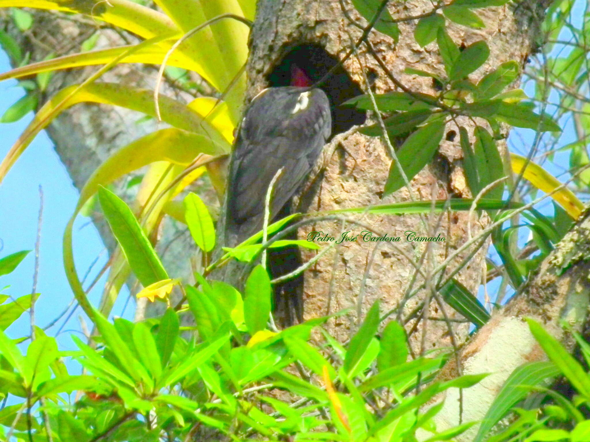 Sivun Dryocopus lineatus lineatus (Linnaeus 1766) kuva