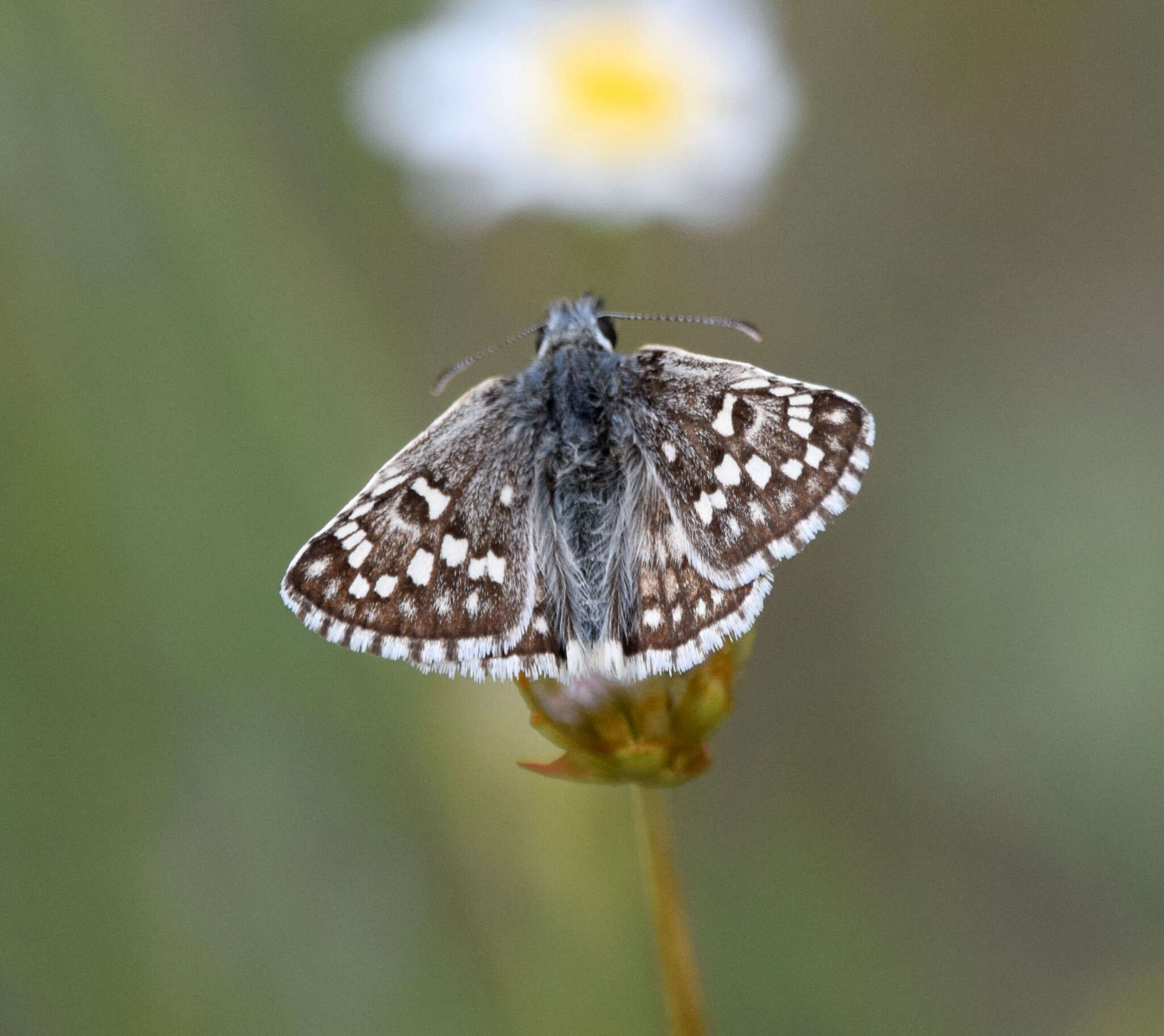 Image of Pyrgus sidae Esper 1784