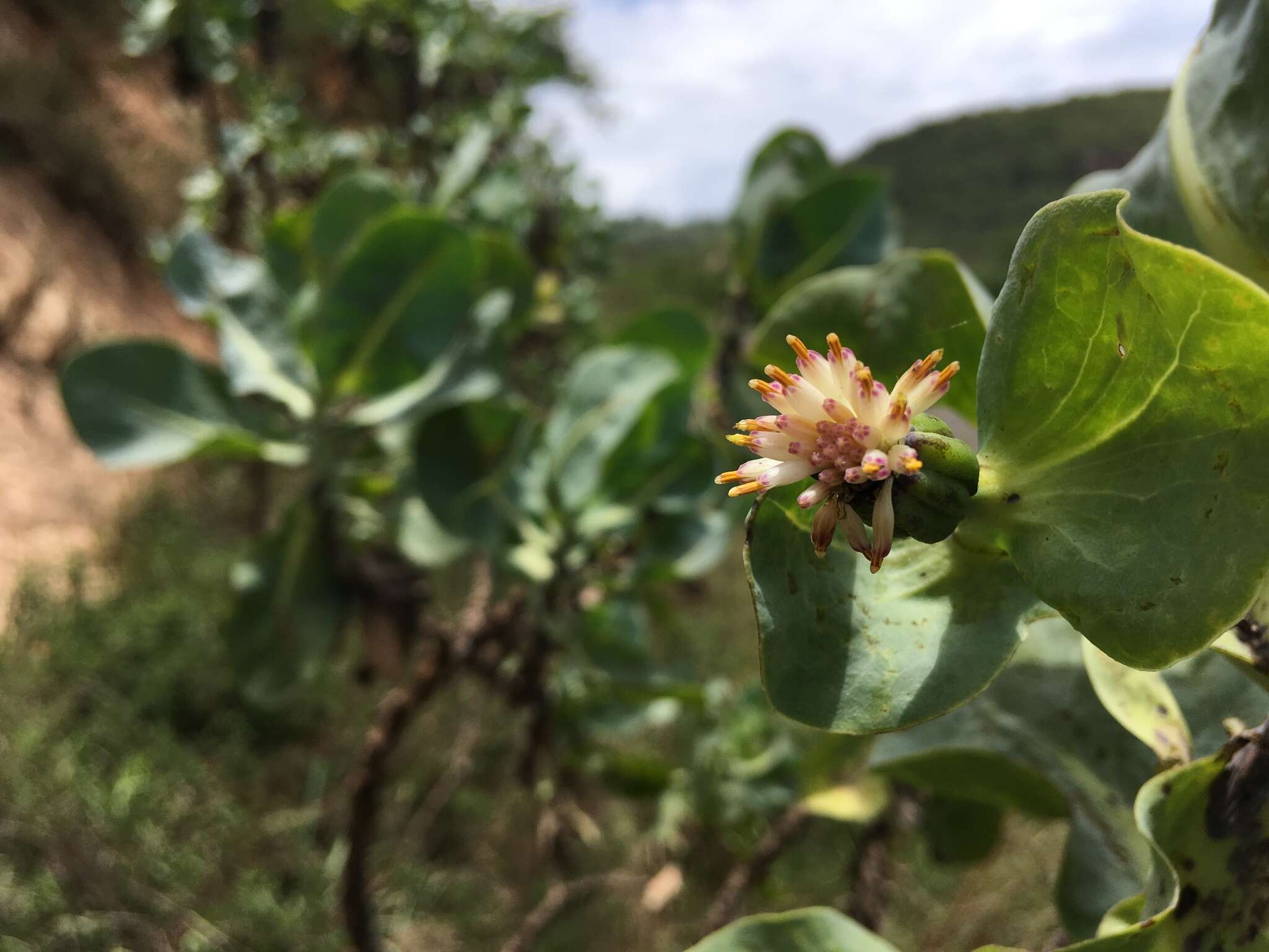 Image of Lopholaena platyphylla Benth.