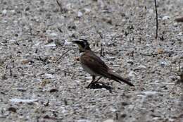 صورة Eremophila alpestris praticola (Henshaw 1884)