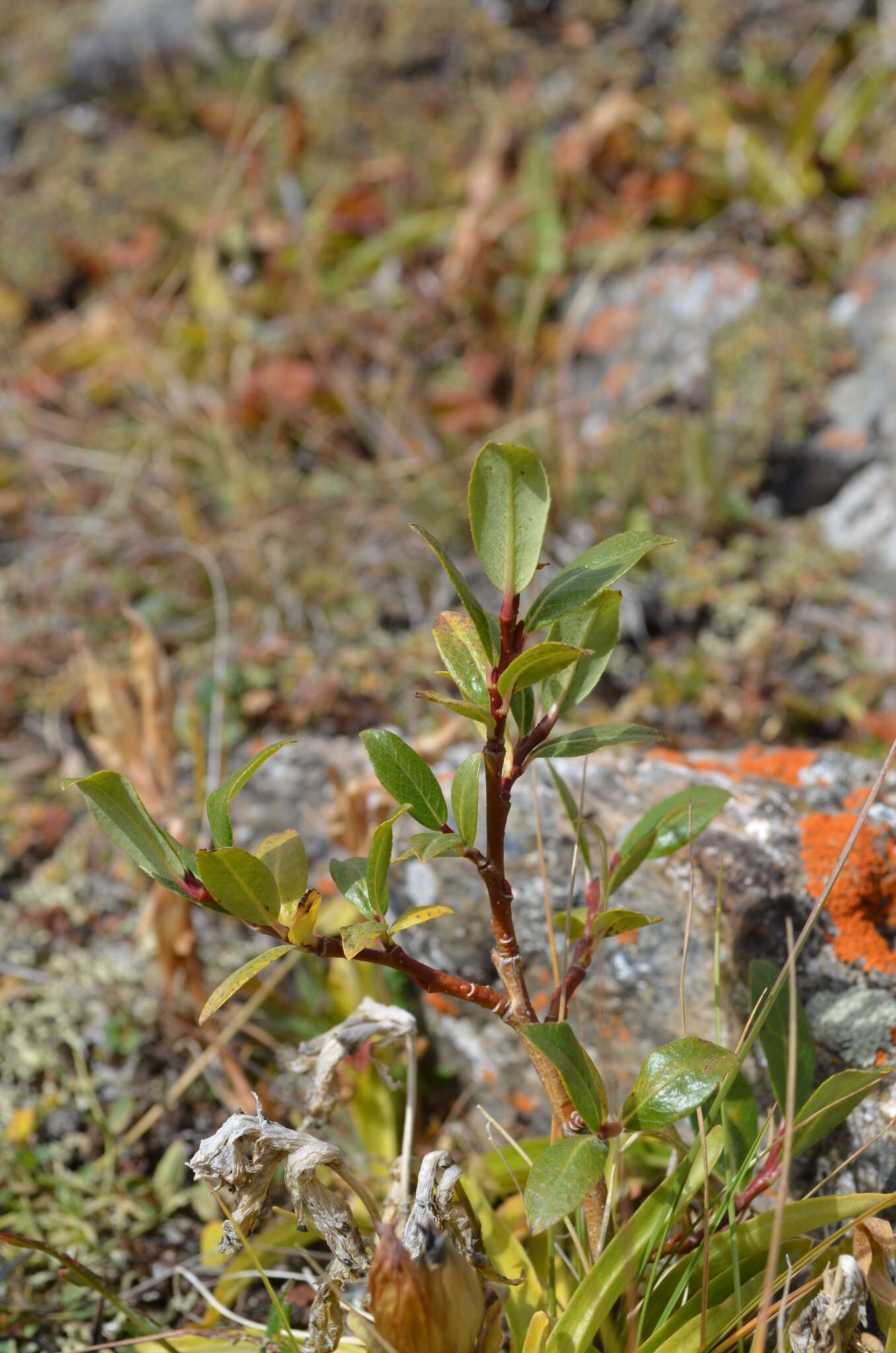 Image of Salix alatavica Kar. & Kir. ex Stschegl.