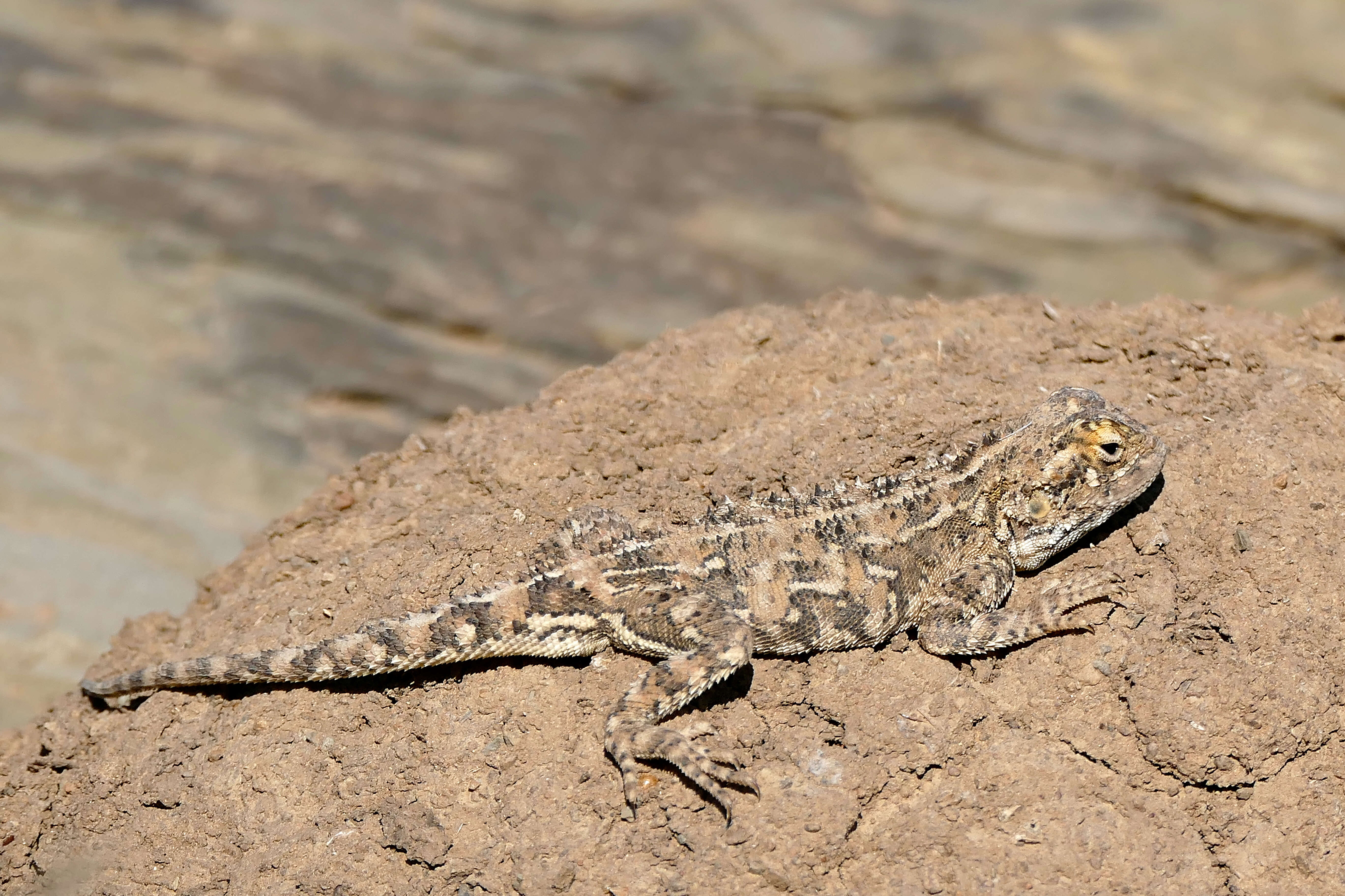 Image of Ground Agama