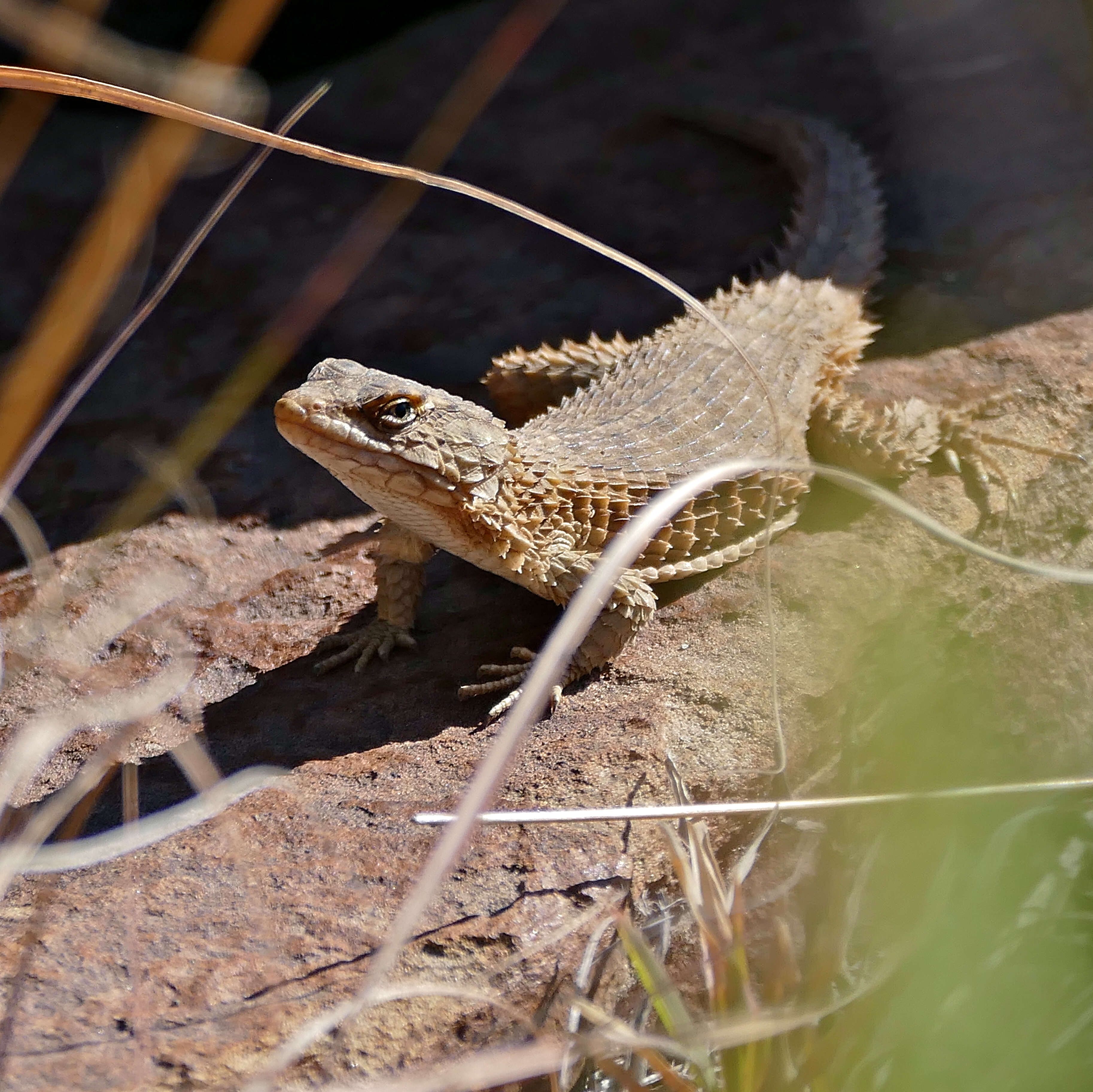 Image of Cape Girdled Lizard